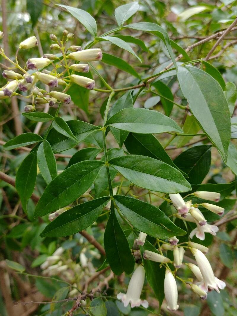 Pandorea pandorana leaf