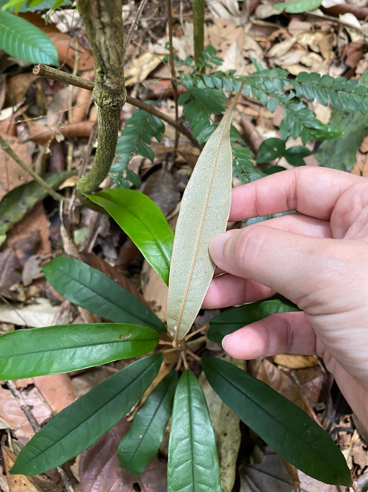 Durio singaporensis leaf
