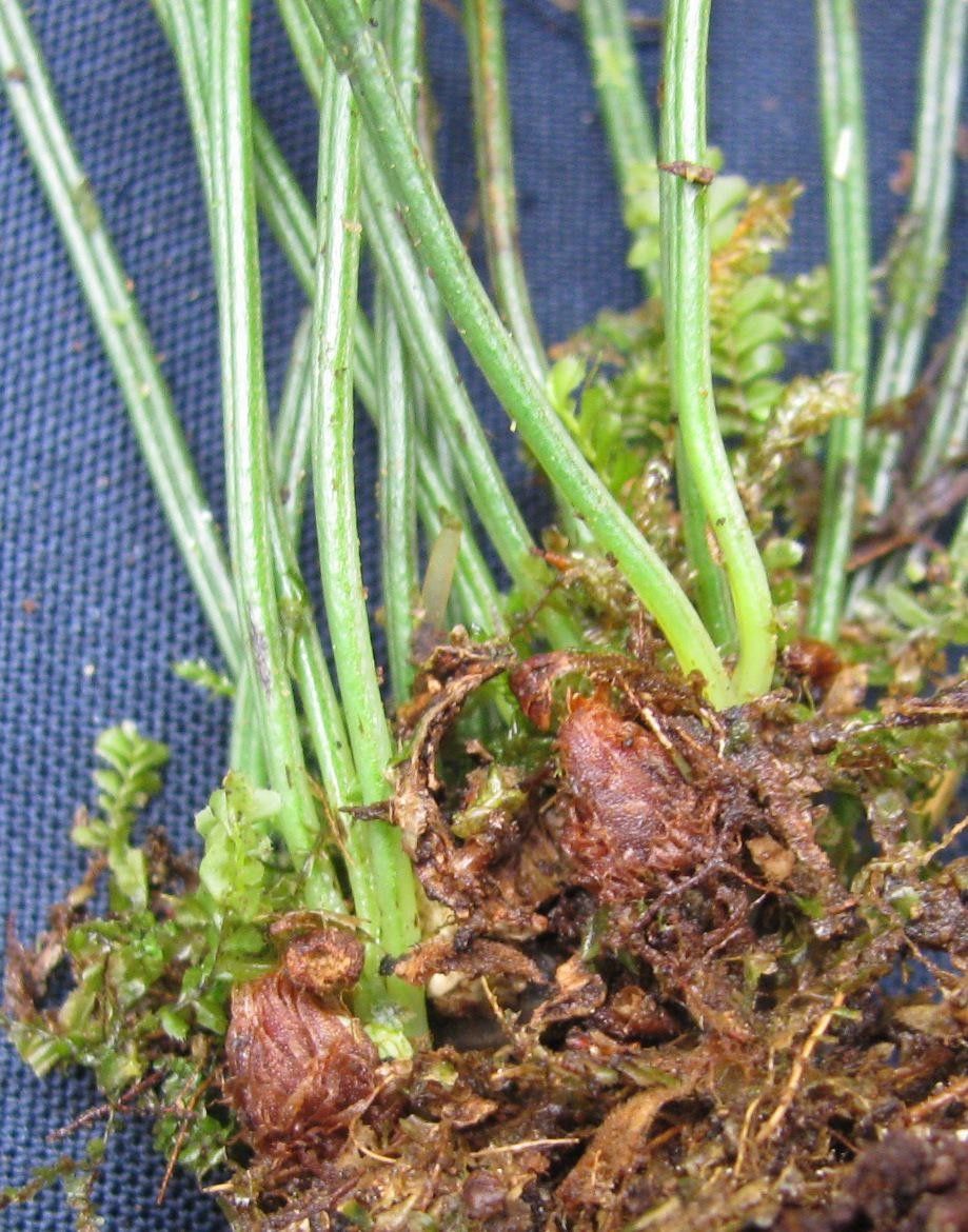 Vittaria graminifolia bark