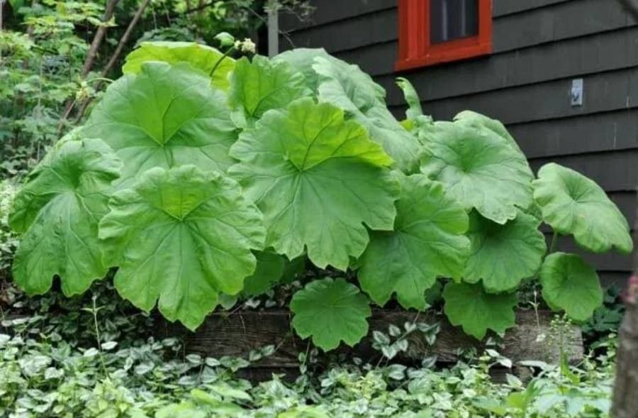 Astilboides tabularis — search result for 'Rodgersia'