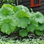 Astilboides tabularis