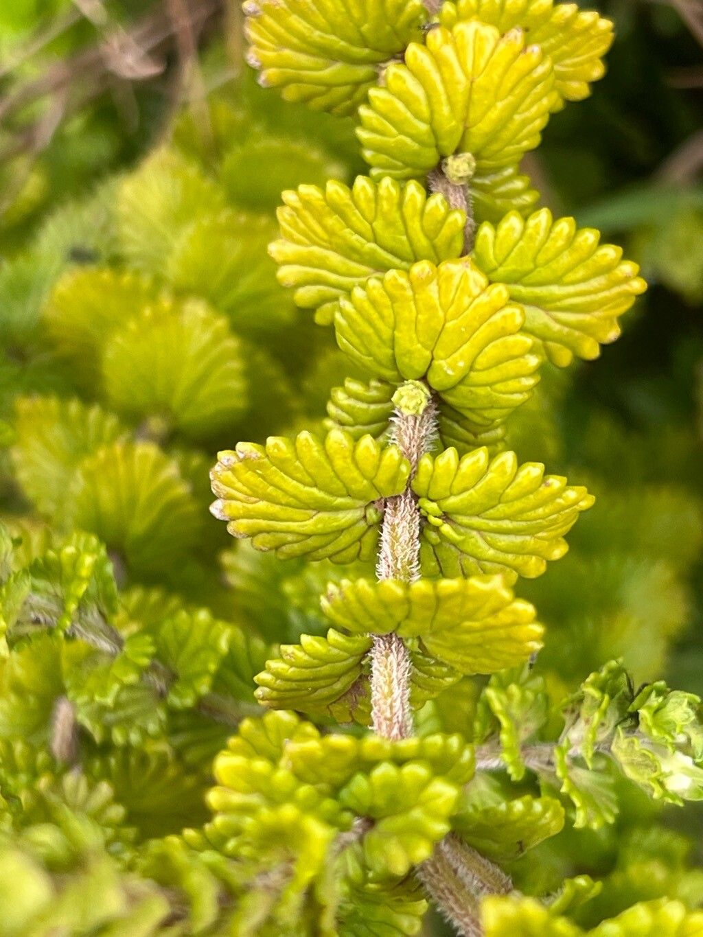 Euphrasia grandiflora — search result for 'Euphrasia'