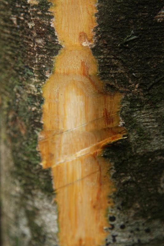 Inga umbellifera other
