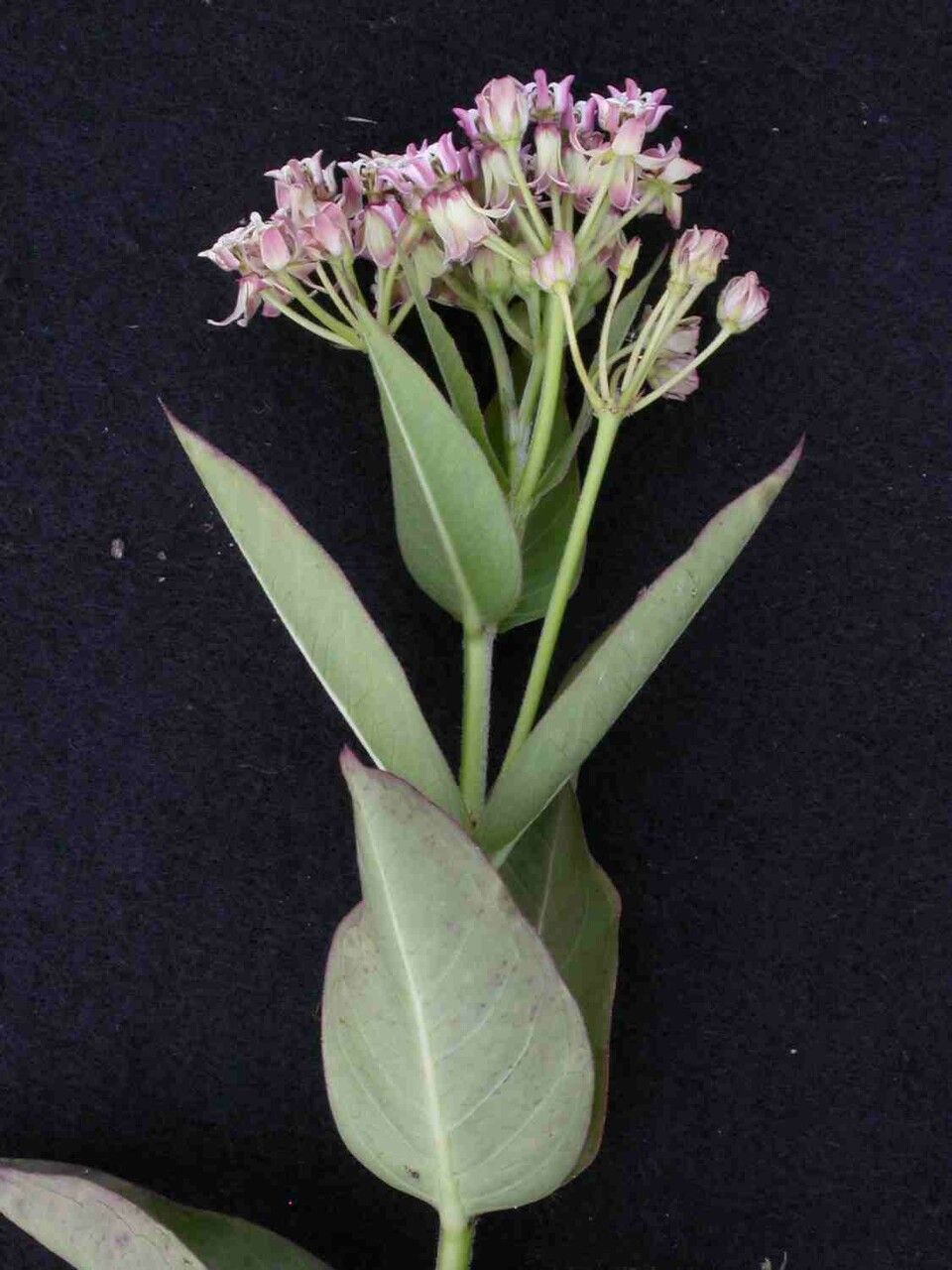 Asclepias mellodora flower