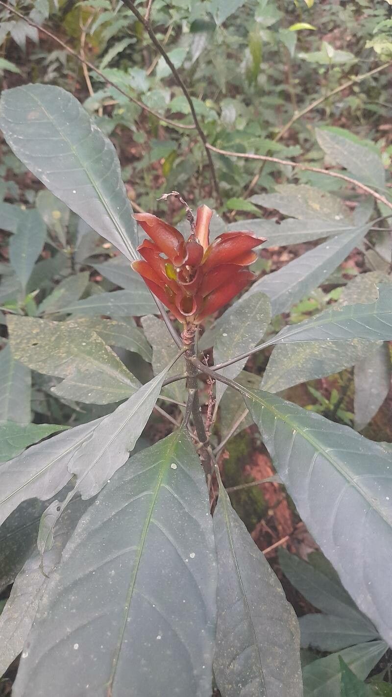 Aphelandra speciosa — search result for 'Aphelandra'