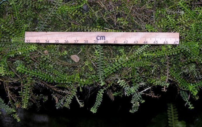 Dichaea tuerckheimii other