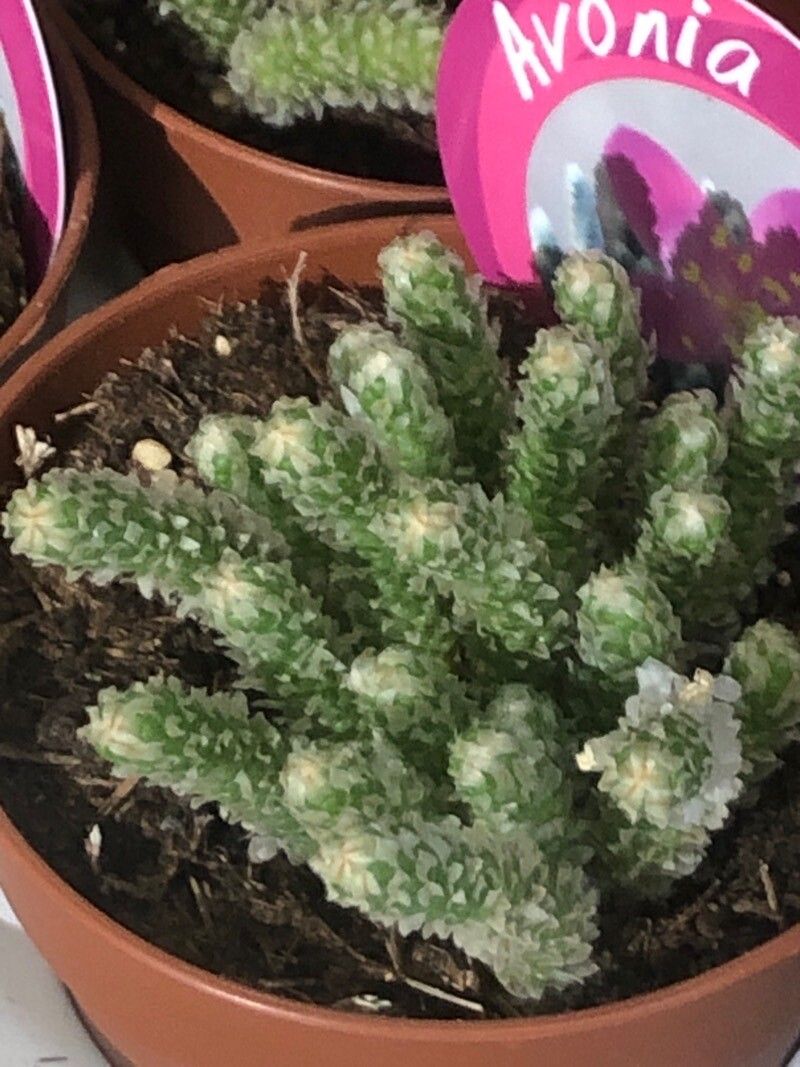 Anacampseros papyracea leaf