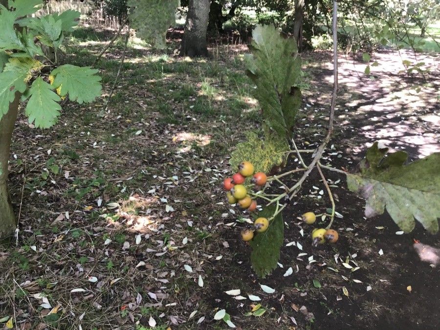 Hedlundia leyana fruit