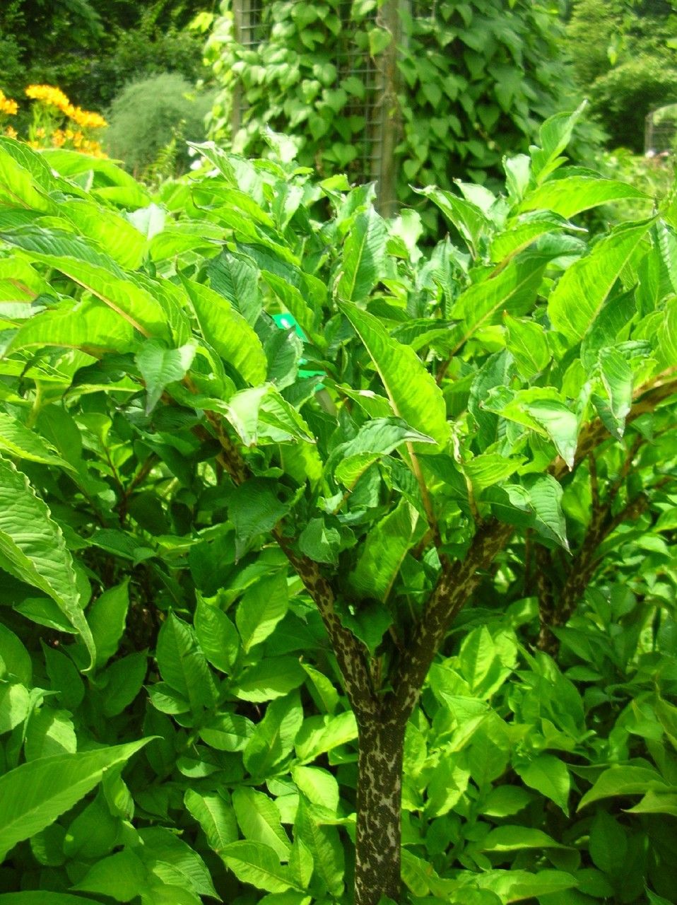 Pinellia ternata habit