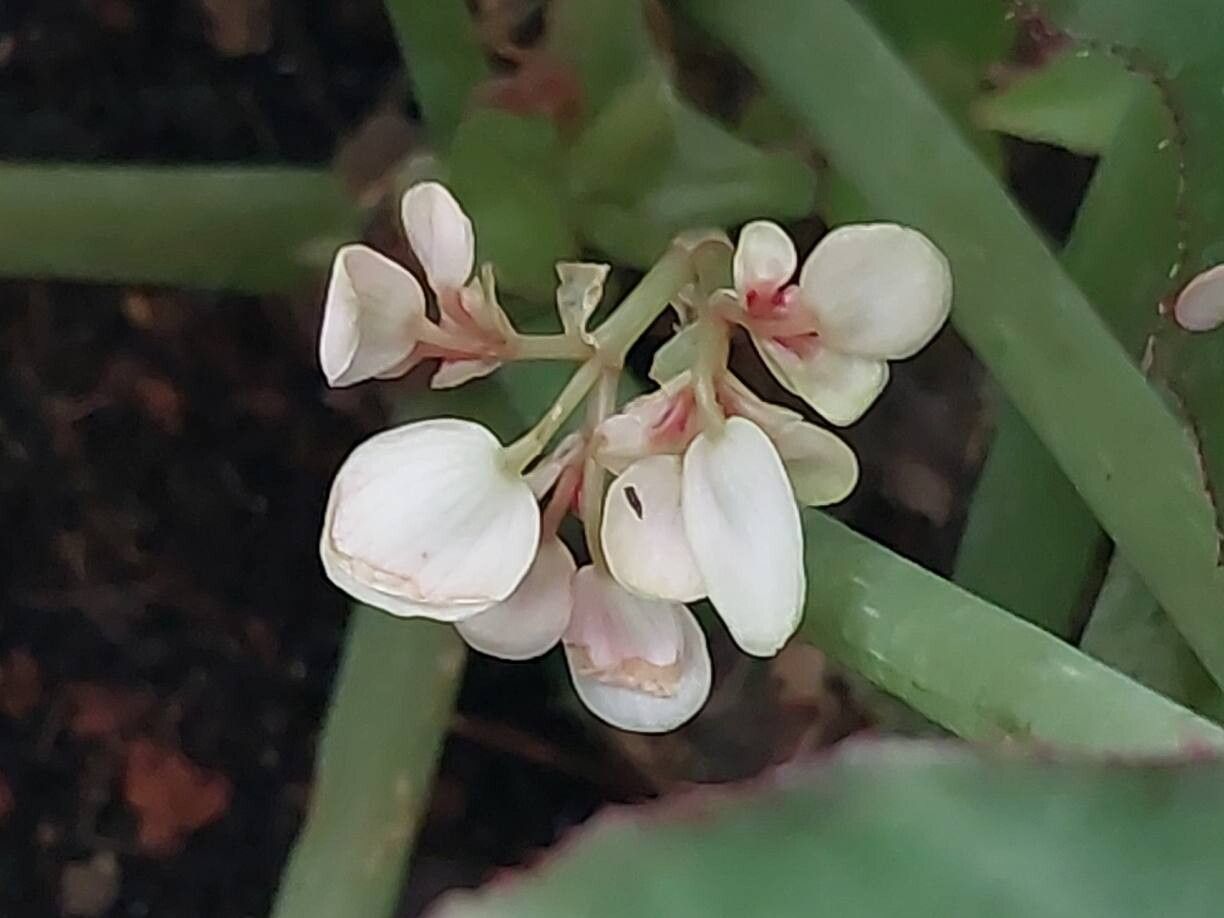 Begonia kenworthyae flower
