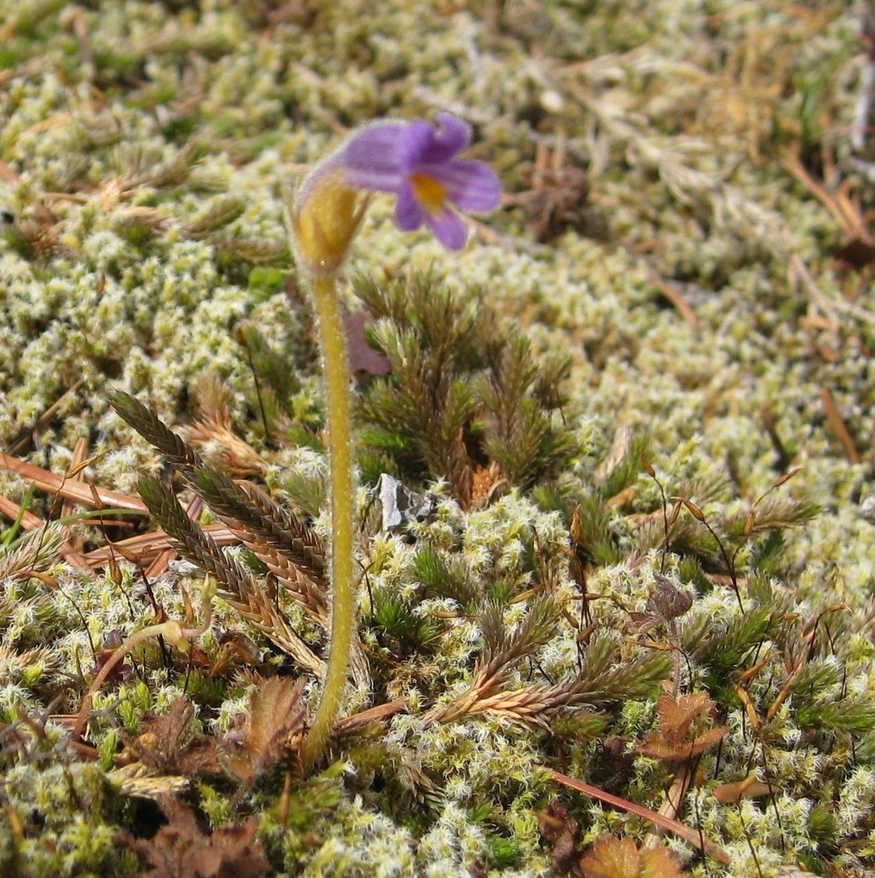 Orobanche uniflora habit