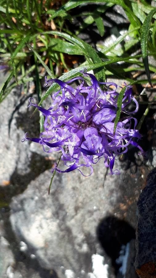 Phyteuma hedraianthifolium flower