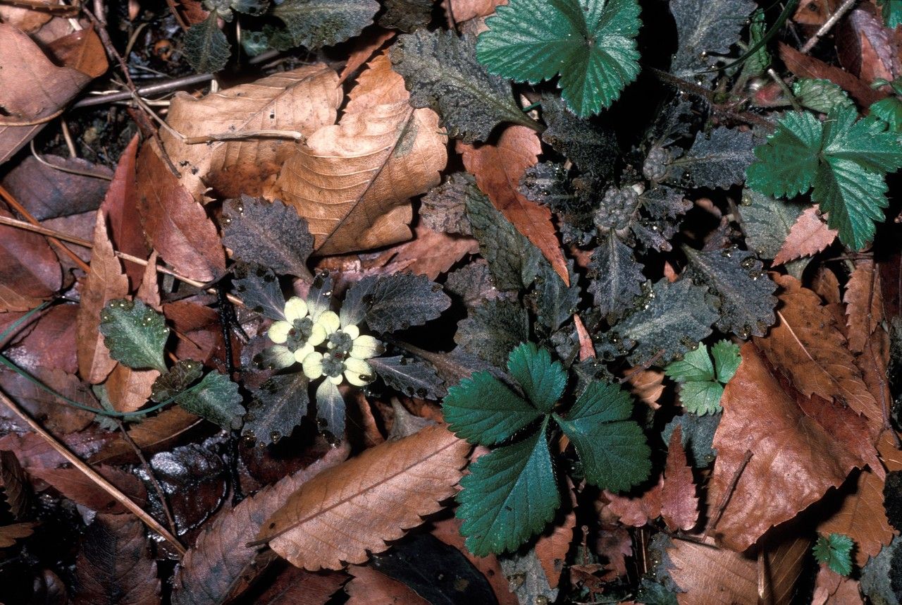 Chrysosplenium macrostemon habit