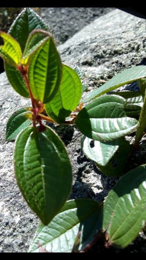 Leandra itatiaiae leaf