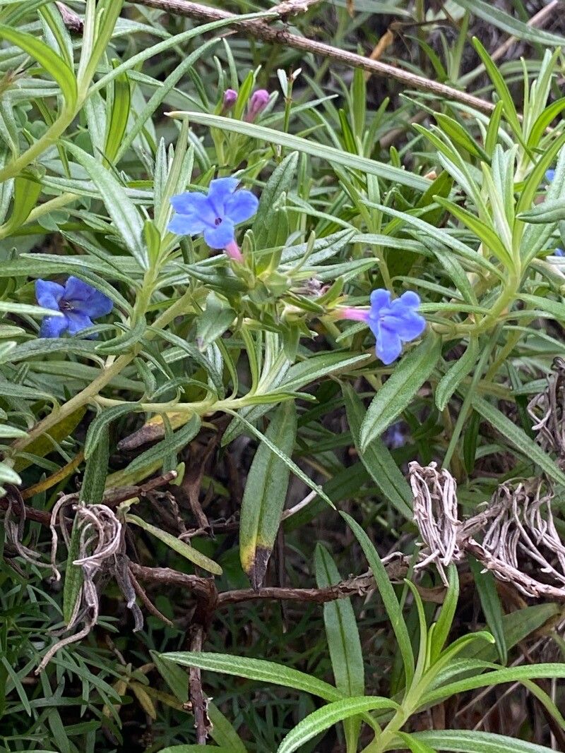 Lithodora rosmarinifolia — related species from the same genus