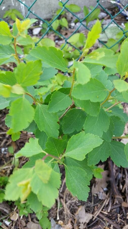 Spiraea faurieana — search result for 'Spiraea'