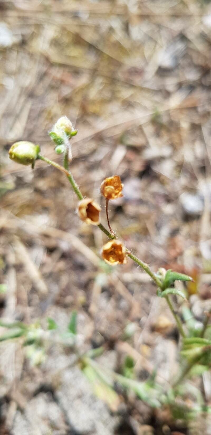 Tuberaria guttata fruit