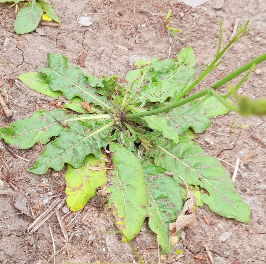 Nicotiana longiflora — search result for 'Nicotiana'