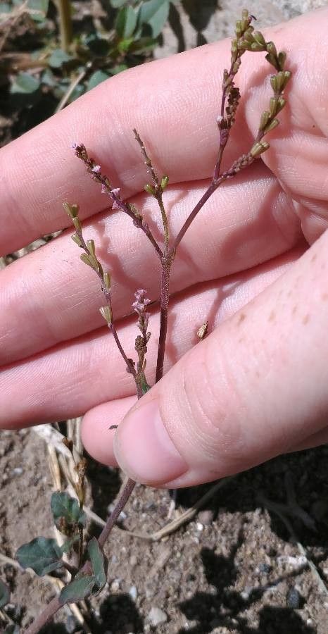 Boerhavia coulteri fruit