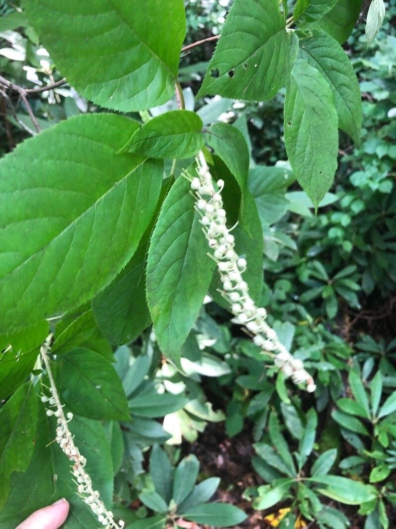 Clethra acuminata fruit