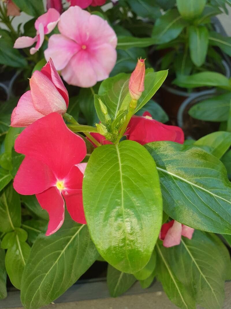 Vinca erecta