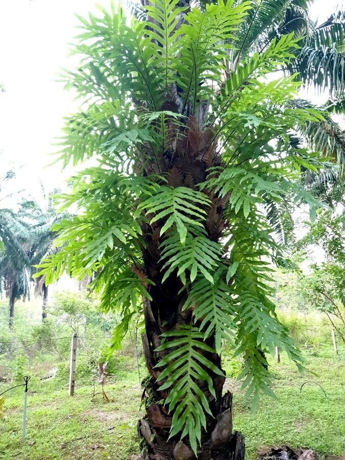 Drynaria quercifolia habit