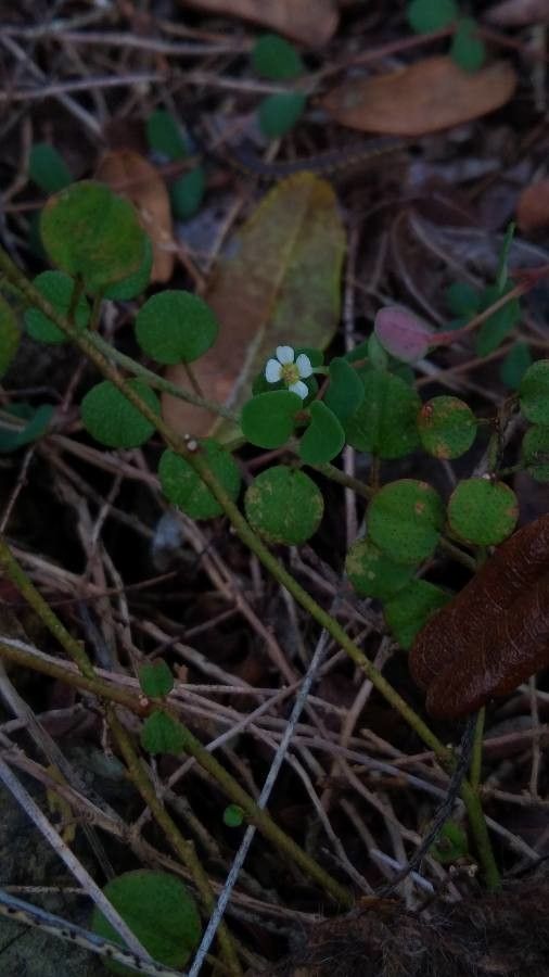 Euphorbia pancheri — houseplant care guide