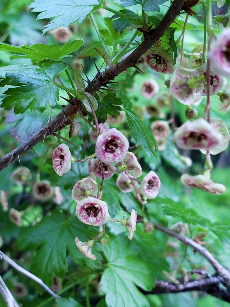 Ribes lacustre flower