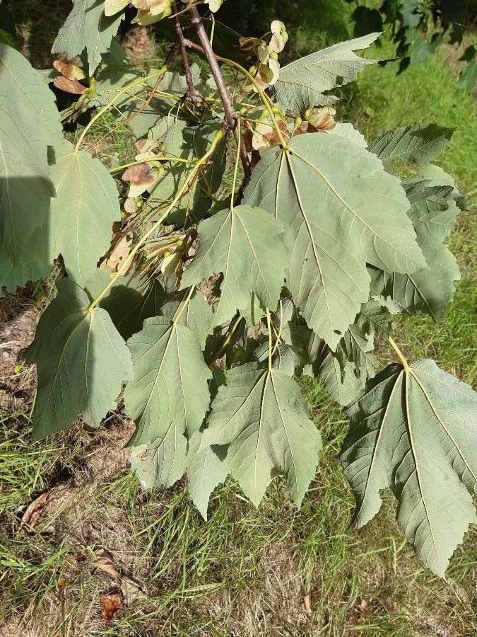 Acer velutinum leaf