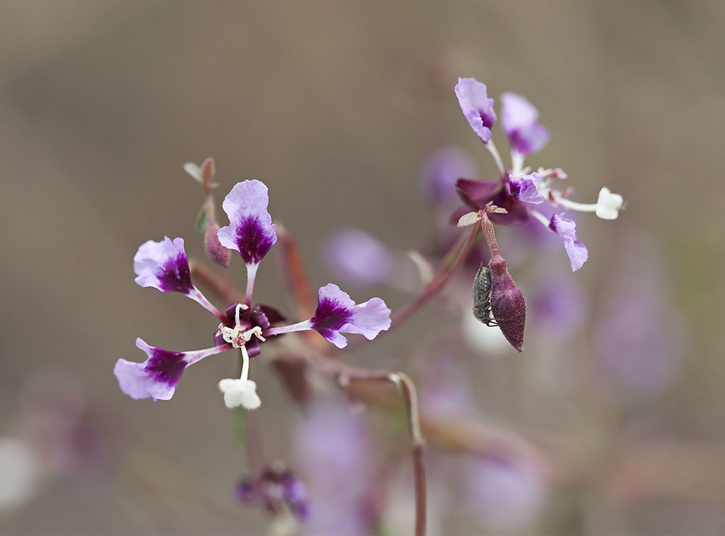 Clarkia springvillensis — search result for 'Clarkia'