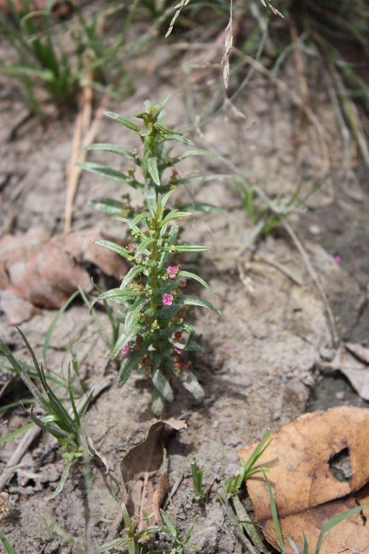 Ammannia auriculata habit