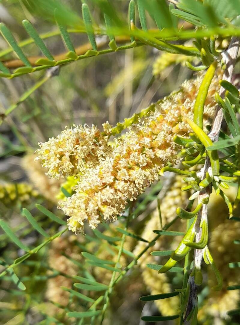 Prosopis alpataco flower