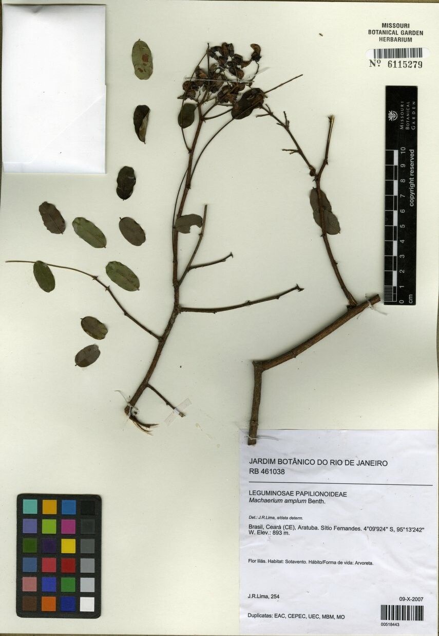 Machaerium amplum — related species from the same genus