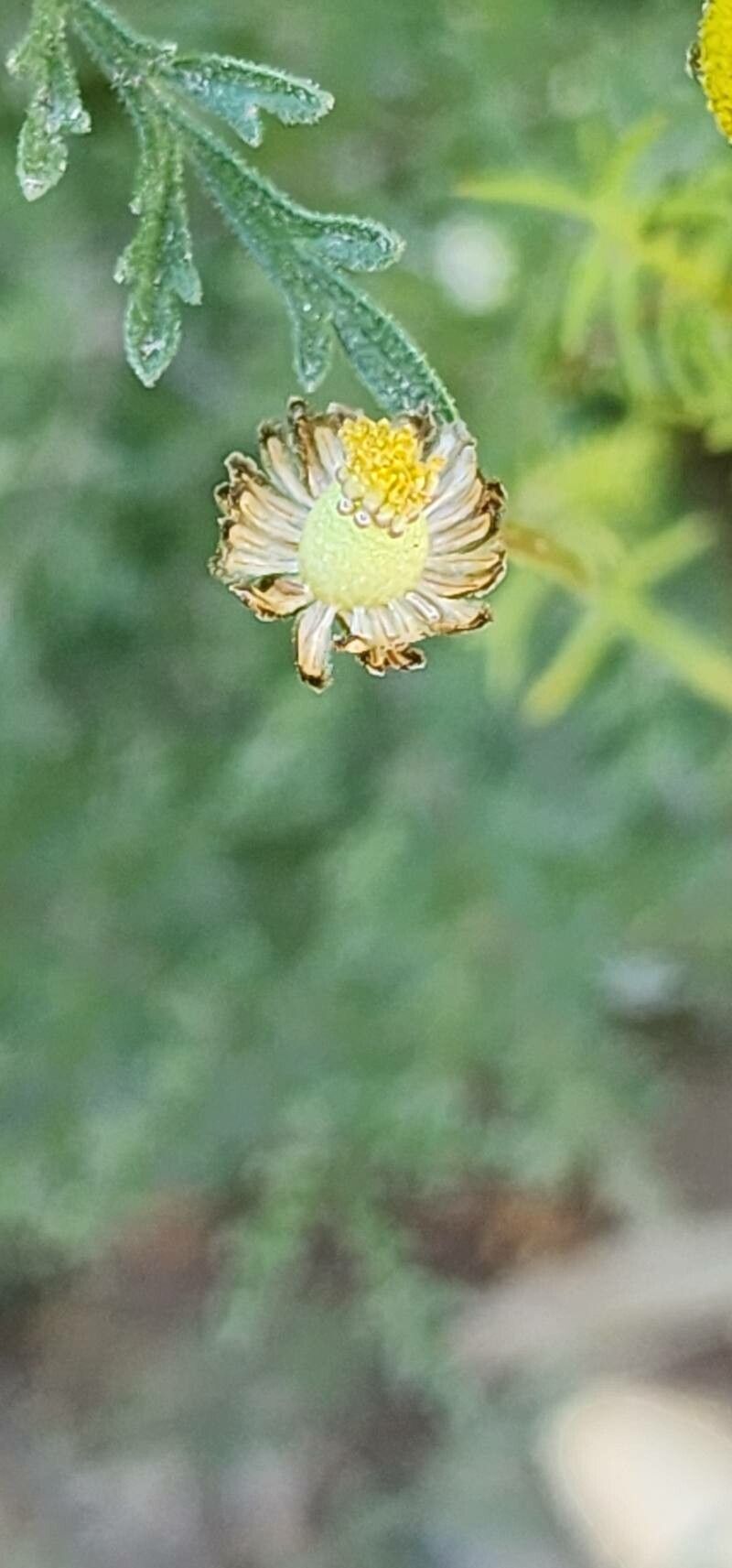Matricaria aurea fruit