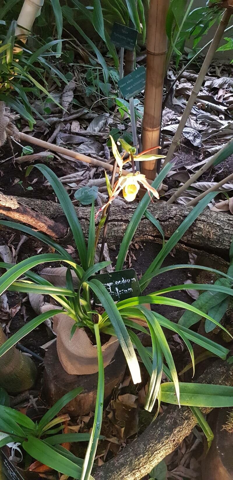 Phragmipedium × conchiferum habit