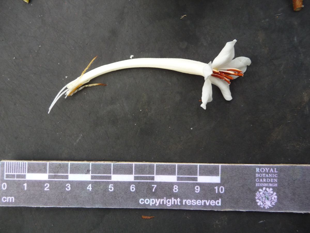 Rhododendron carringtoniae other
