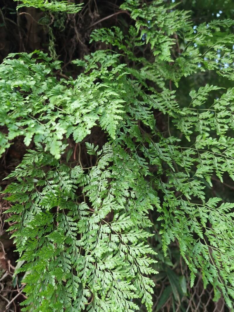 Davallia chaerophylloides