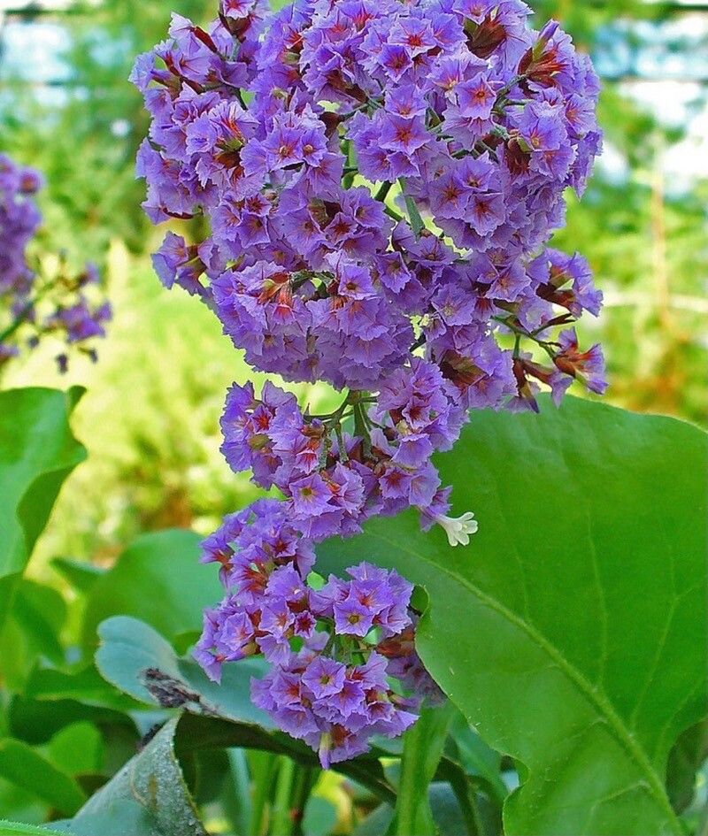 Limonium arborescens — related species from the same genus
