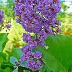 Limonium arborescens