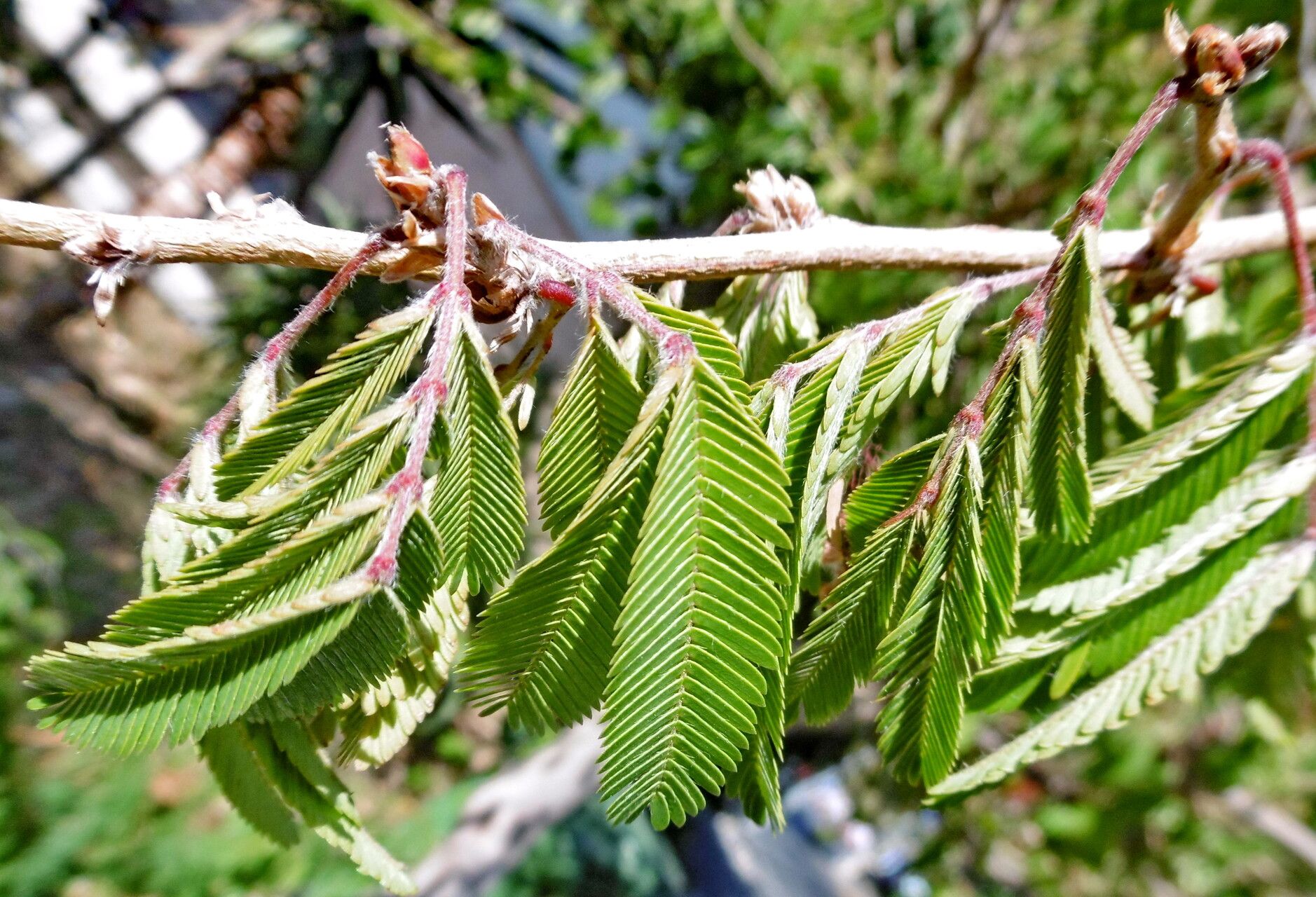Calliandra tweediei — houseplant care guide