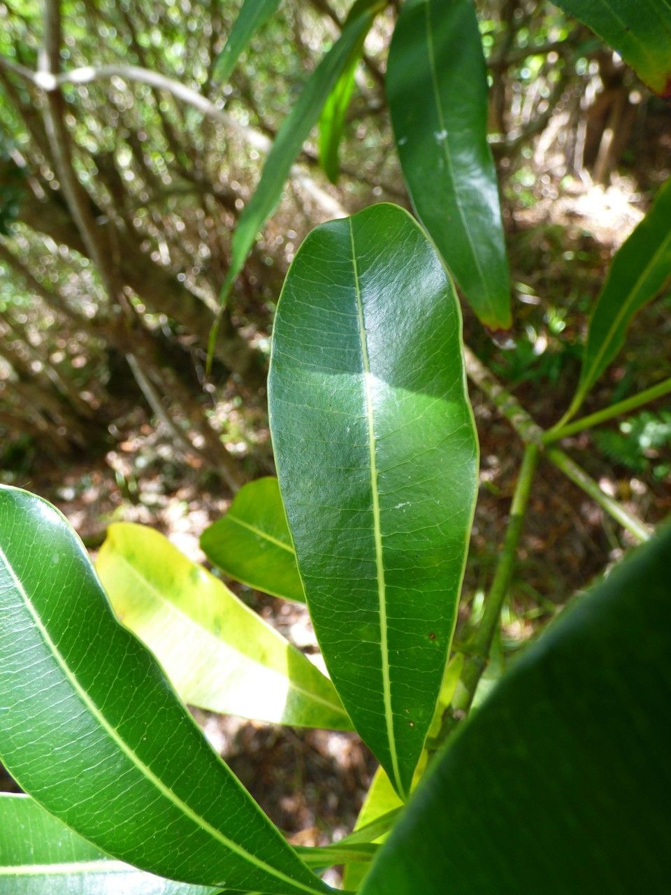 Ochrosia borbonica leaf