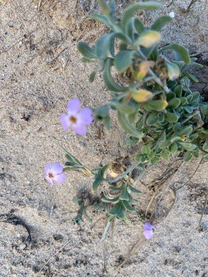 Malcolmia littorea flower