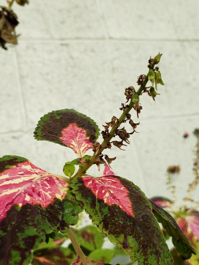 Solenostemon scutellarioides fruit