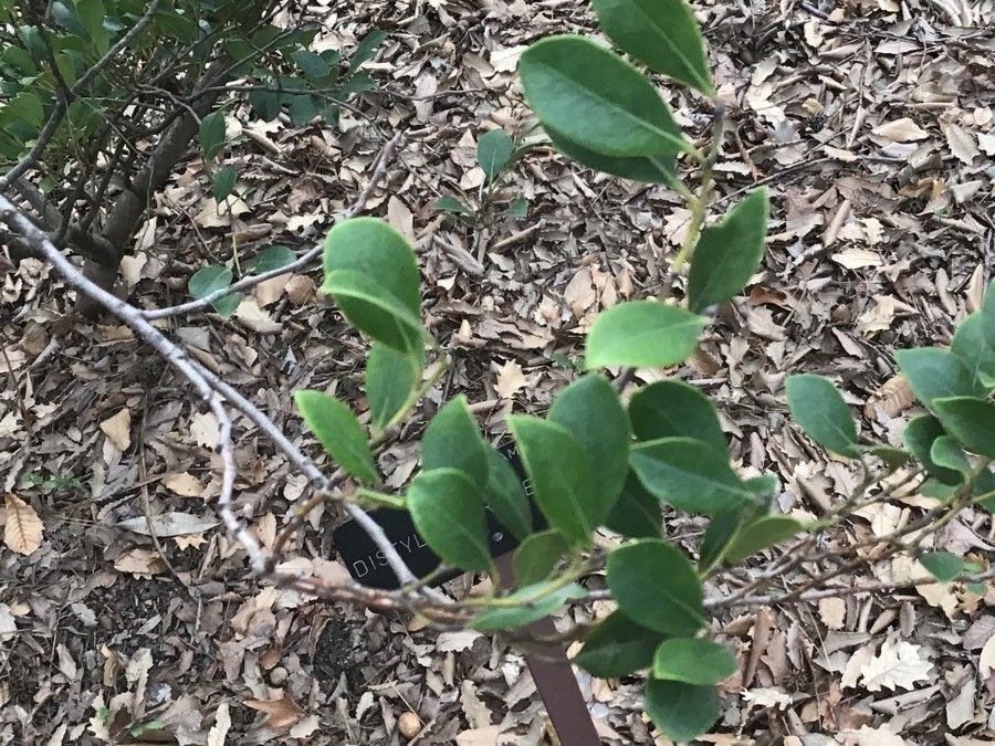 Distylium racemosum leaf