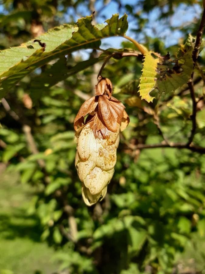 Carpinus japonica fruit