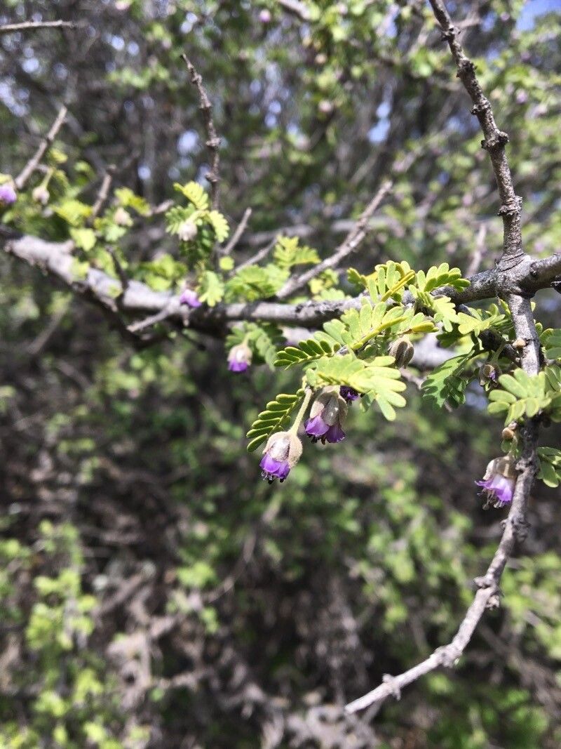 Porlieria chilensis flower
