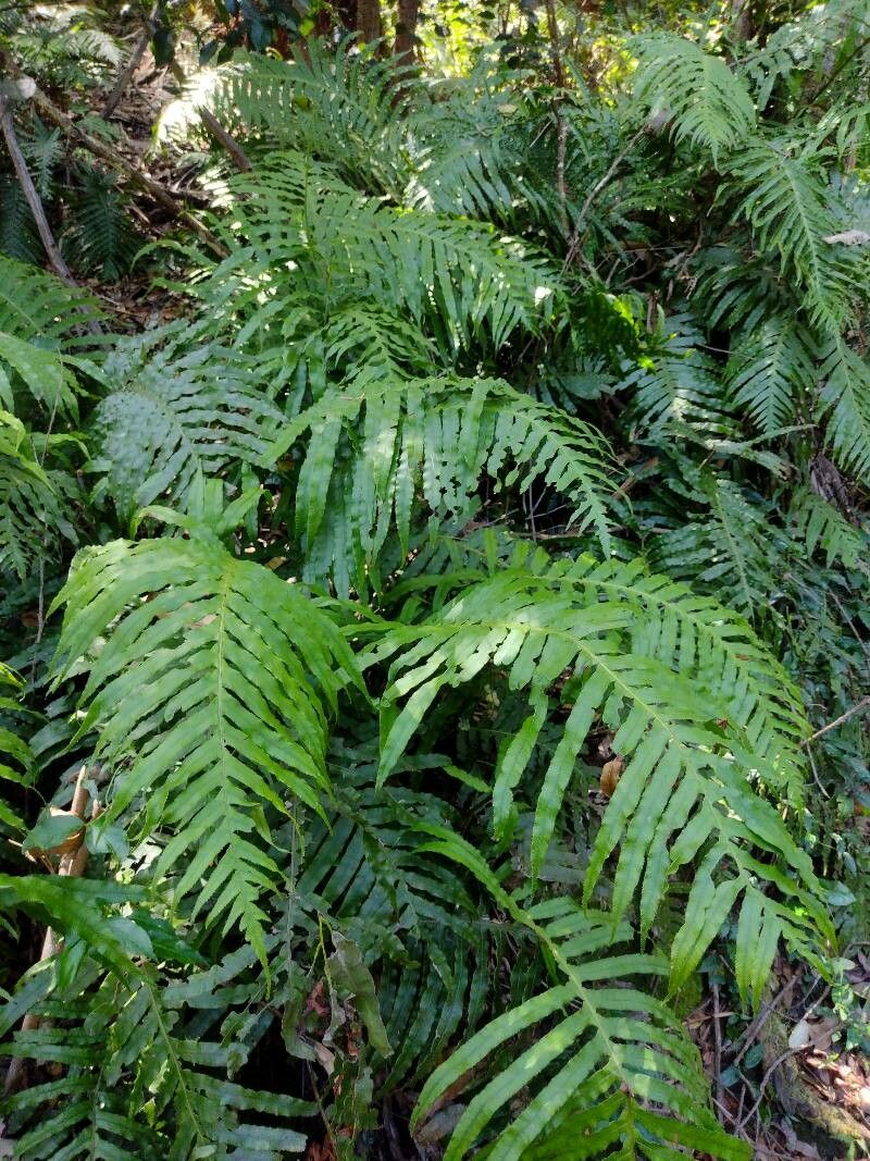 Blechnum cartilagineum habit