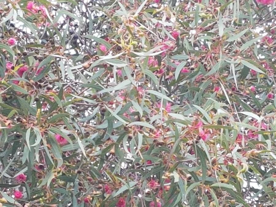 Eucalyptus torquata leaf