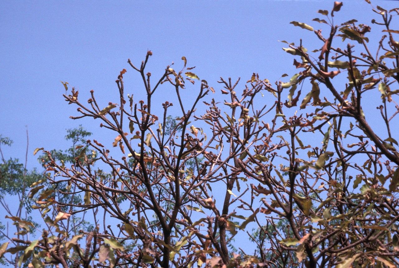 Vitellaria paradoxa habit
