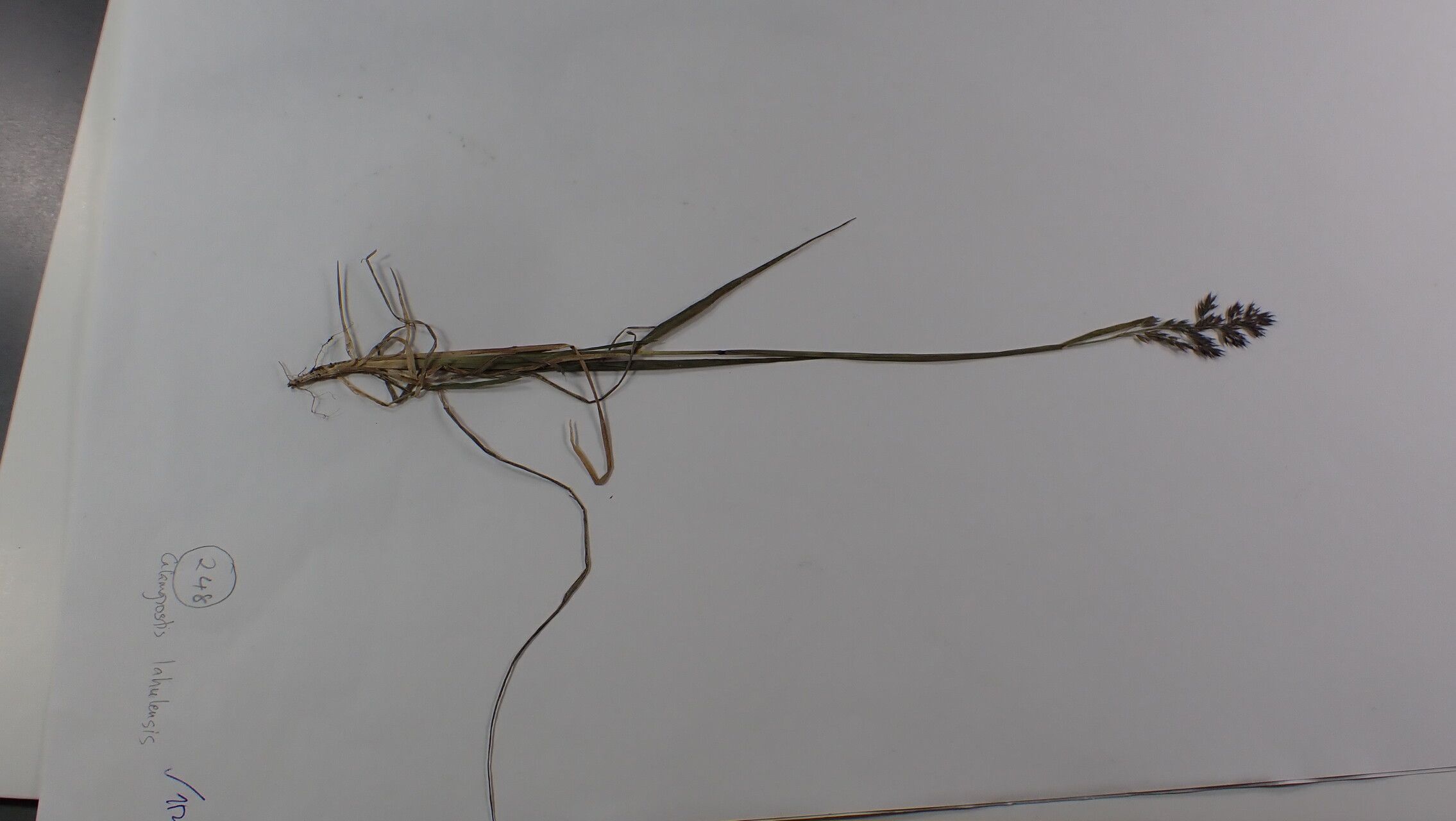 Calamagrostis lahulensis other